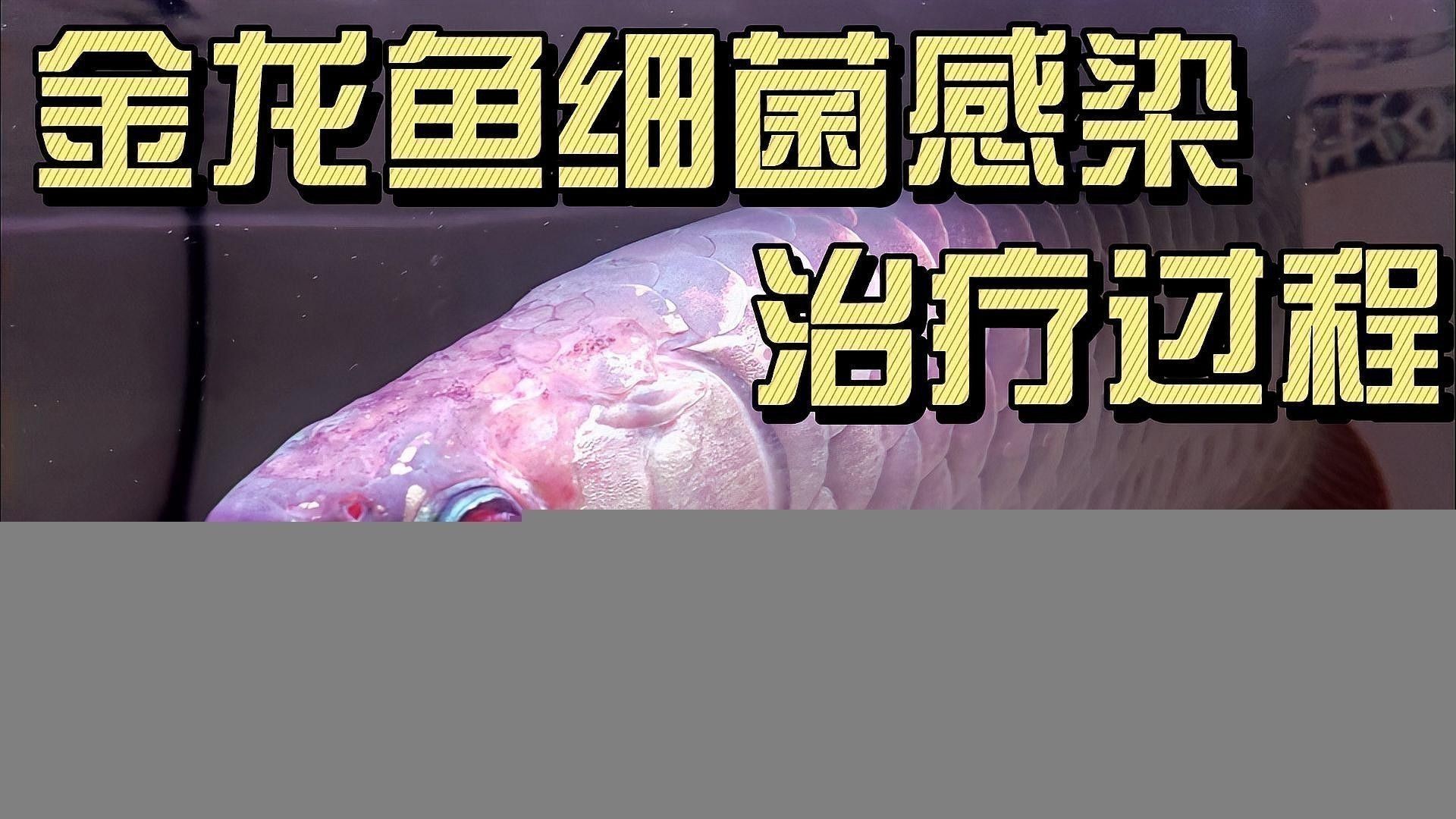 白銀龍魚(yú)背部魚(yú)鱗脫落了怎么辦啊