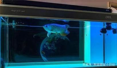 龍魚燈光使用:龍魚燈光使用指南 龍魚百科 第1張 龍魚燈光使用:龍魚燈光使用指南 龍魚燈光使用:龍魚燈光使用指南 龍魚百科 第1張