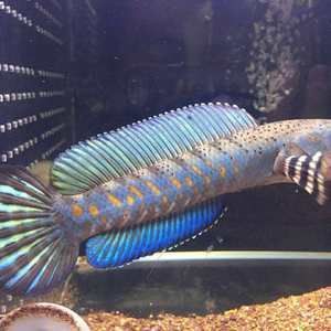 有沒有冷水龍魚賣的：冷水龍魚養殖技巧觀賞魚的混養技巧觀賞魚的混養技巧