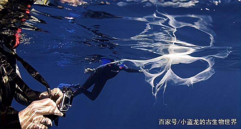 鯨魚怎樣給小鯨魚喂奶 龍魚百科 第9張 鯨魚怎樣給小鯨魚喂奶 鯨魚怎樣給小鯨魚喂奶 龍魚百科 第9張