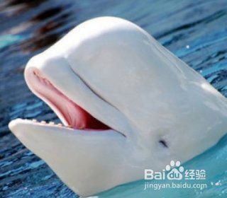 鯨魚怎樣給小鯨魚喂奶 龍魚百科 第13張 鯨魚怎樣給小鯨魚喂奶 鯨魚怎樣給小鯨魚喂奶 龍魚百科 第13張