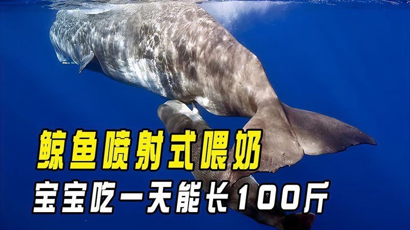 鯨魚怎樣給小鯨魚喂奶 龍魚百科 第15張 鯨魚怎樣給小鯨魚喂奶 鯨魚怎樣給小鯨魚喂奶 龍魚百科 第15張