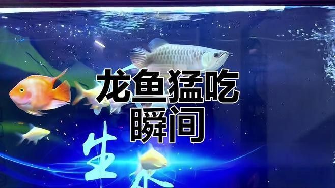 龍魚吃食視頻大全集