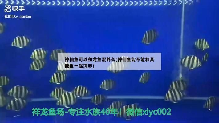龍魚和神仙魚哪個好養(yǎng)：龍魚和神仙魚哪個更好養(yǎng) 龍魚和神仙魚哪個好養(yǎng)：龍魚和神仙魚哪個更好養(yǎng) 龍魚百科 第3張