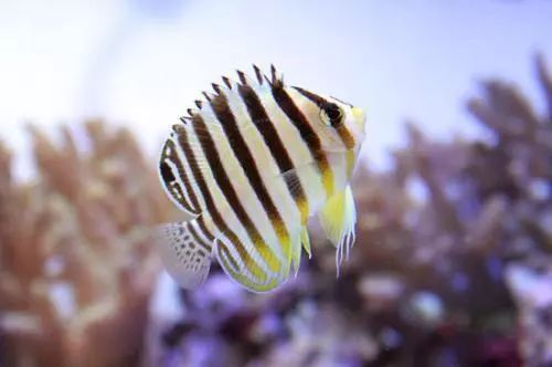 龍魚和神仙魚哪個好養(yǎng)：龍魚和神仙魚哪個更好養(yǎng) 龍魚和神仙魚哪個好養(yǎng)：龍魚和神仙魚哪個更好養(yǎng) 龍魚百科 第4張