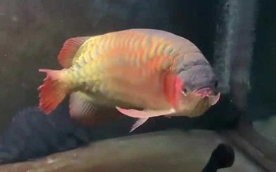 金龍魚縮尾鰭的治療方法：金龍魚縮尾鰭怎么治療