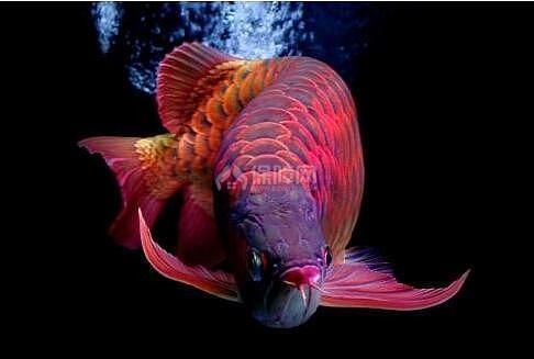 紅龍魚用什么顏色的背景（關(guān)于紅龍魚背景顏色選擇的一些詳細(xì)信息）