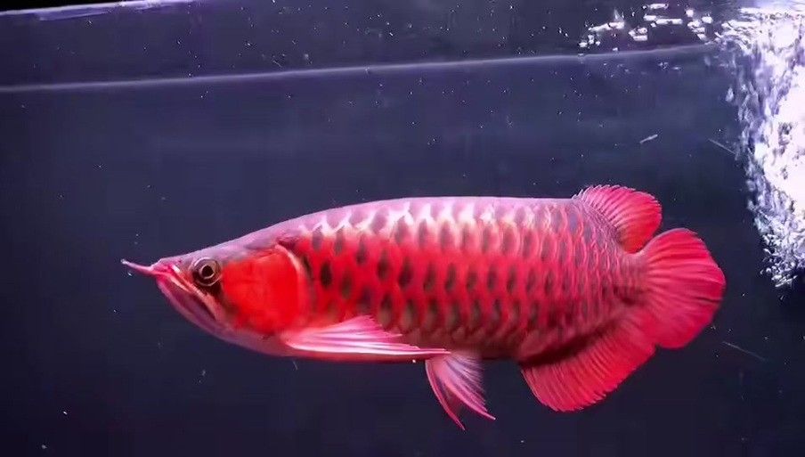 紅色金龍魚圖片整張圖片大全
