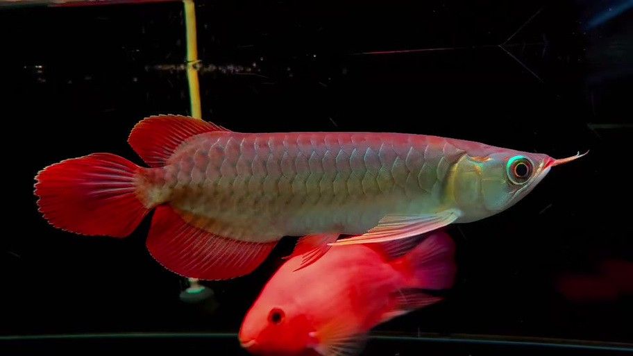 紅色金龍魚圖片整張圖片大全