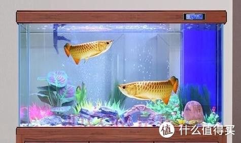 紅色金龍魚圖片整張圖片大全