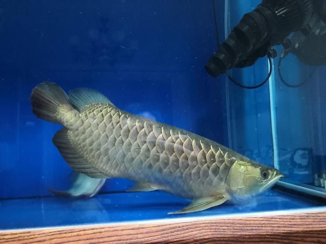 我想看金龍魚長什么樣子 我想看金龍魚長什么樣子 龍魚百科 第14張
