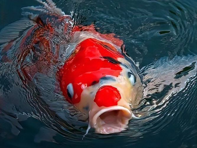 魚浮在水面上張嘴是怎么回事