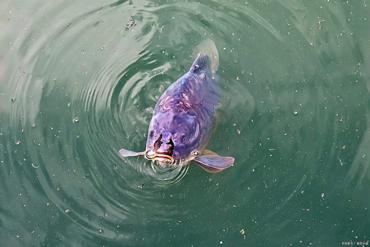 魚浮在水面上張嘴是怎么回事