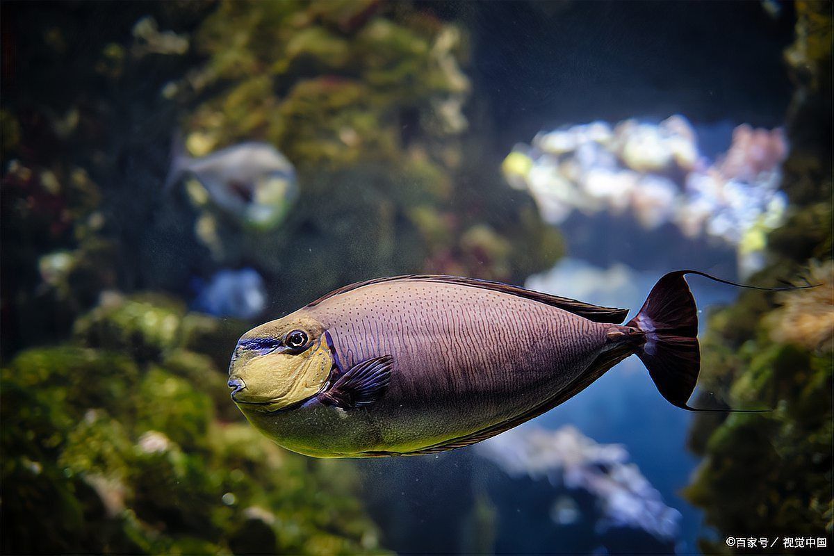 魚浮在水面上張嘴是怎么回事
