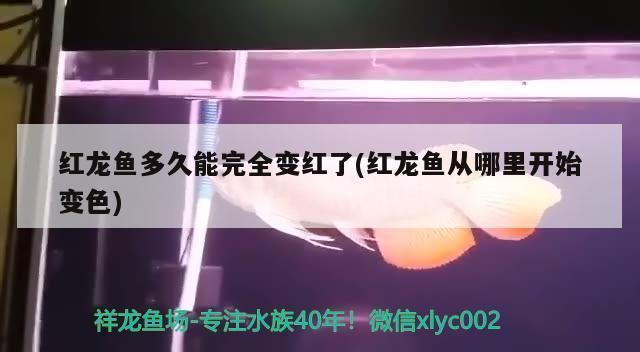 紅龍魚從橙色到紅色要多久 紅龍魚從橙色到紅色要多久 龍魚百科 第3張