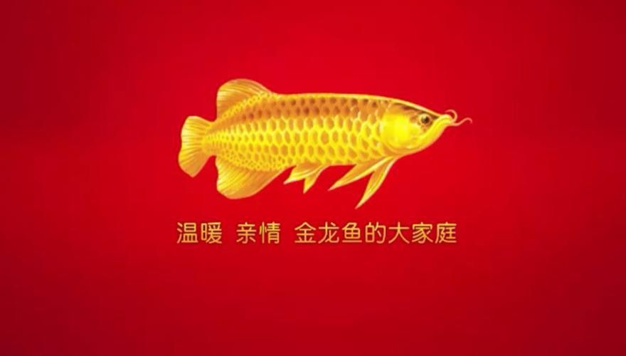 金龍魚科技海報