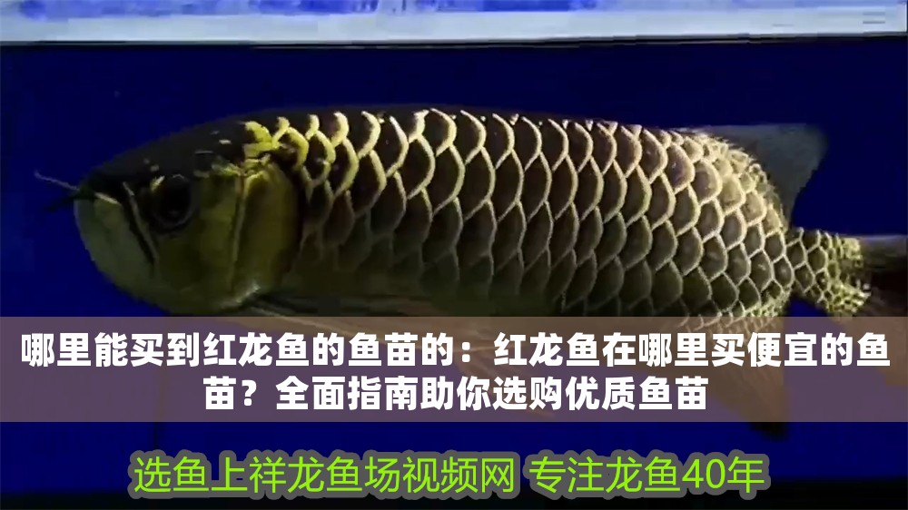 哪里能買到紅龍魚的魚苗的:紅龍魚在哪里買便宜的魚苗?全面指南助你選購優(yōu)質(zhì)魚苗 龍魚百科 第1張 哪里能買到紅龍魚的魚苗的:紅龍魚在哪里買便宜的魚苗?全面指南助你選購優(yōu)質(zhì)魚苗 哪里能買到紅龍魚的魚苗的:紅龍魚在哪里買便宜的魚苗?全面指南助你選購優(yōu)質(zhì)魚苗 龍魚百科 第1張