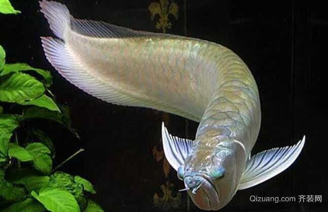 飛鳳魚和龍魚理論上可以混養嗎飛鳳魚和龍魚可以混養嗎：飛鳳魚和龍魚理論上可以混養但需要注意以下幾點