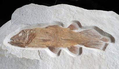 云南龍魚化石的特點：云南龍魚化石具有極高的地質歷史價值