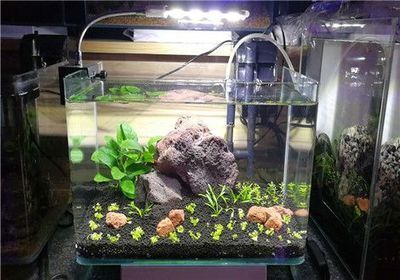 祥龍魚缸怎么樣（祥龍魚缸品質、設計、個性化定制、專業養魚指導、價格優勢）