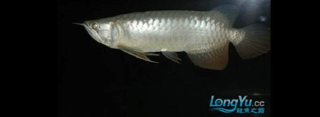 龍魚常見疾病與治療方案圖：十—二十公分的幼魚身上的立鱗病療法