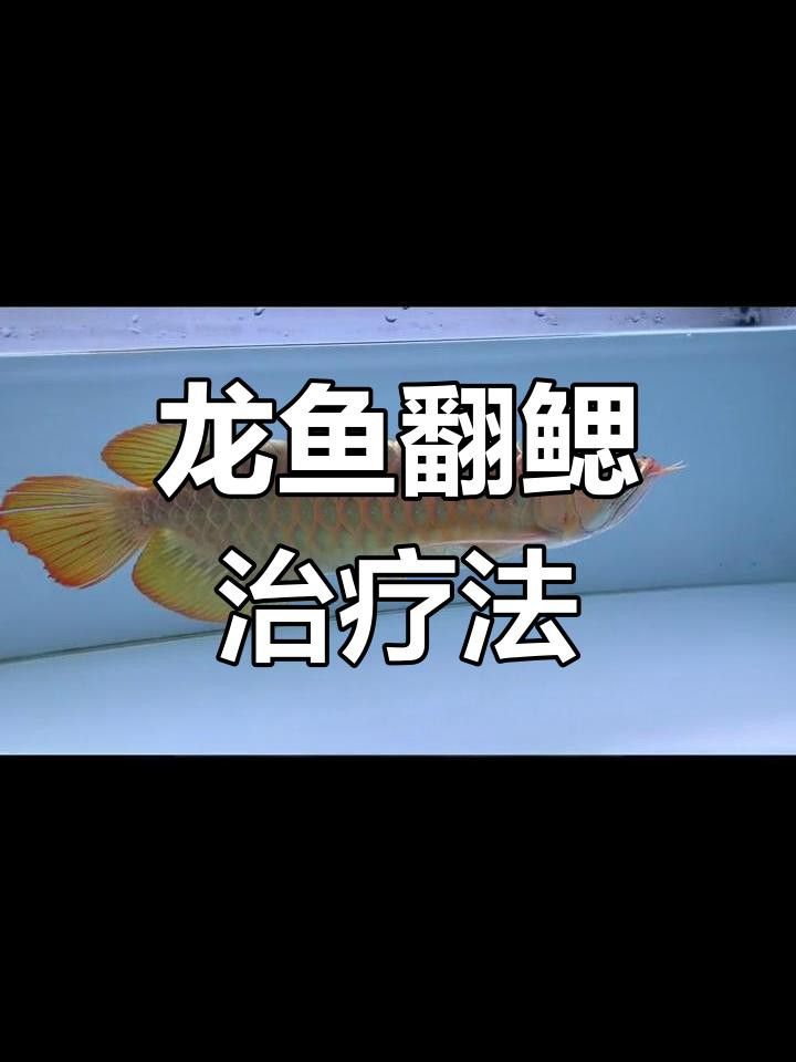 銀龍魚翻鰓癥如何治療？