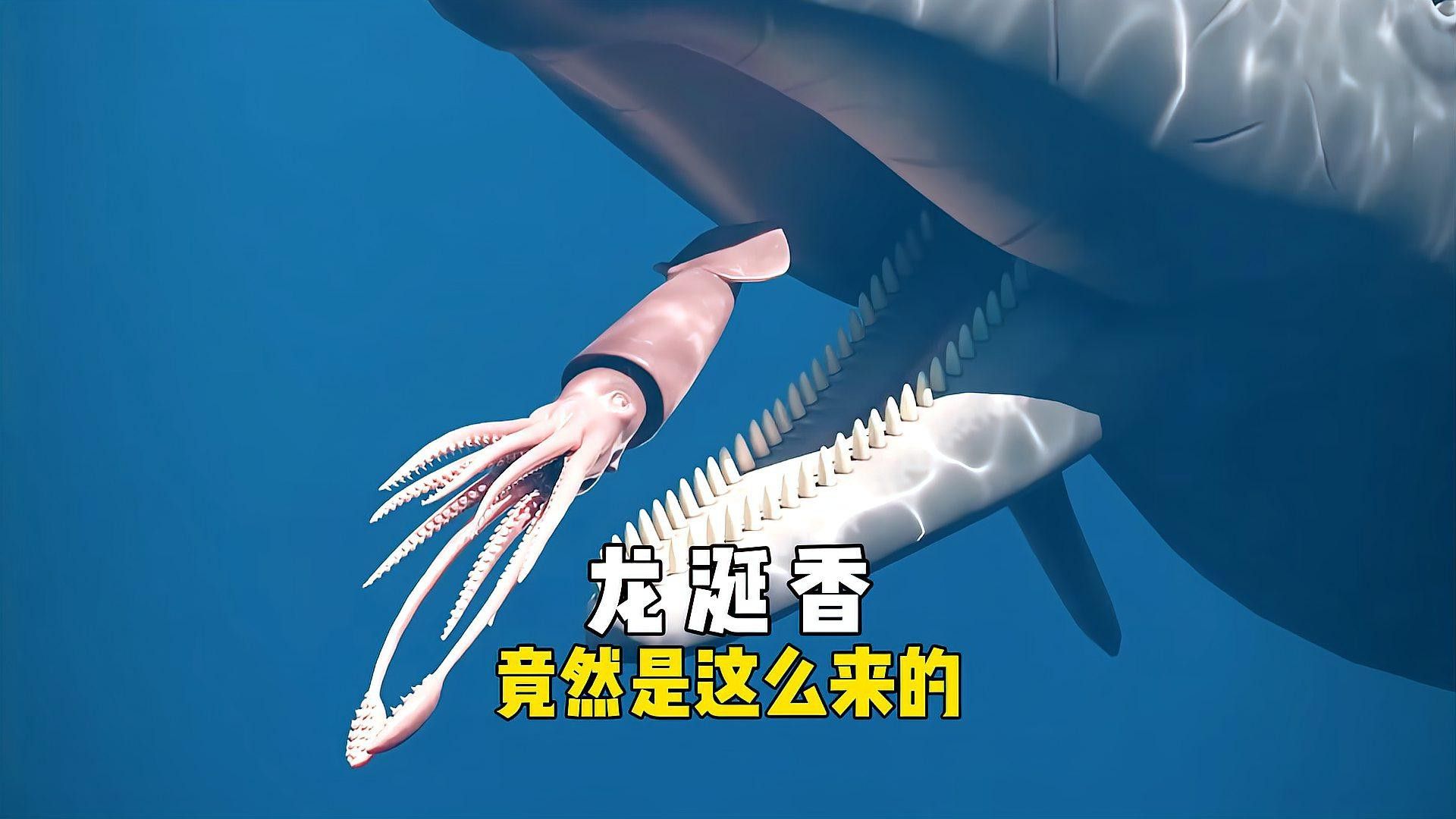 紅龍涎的價格是多少？