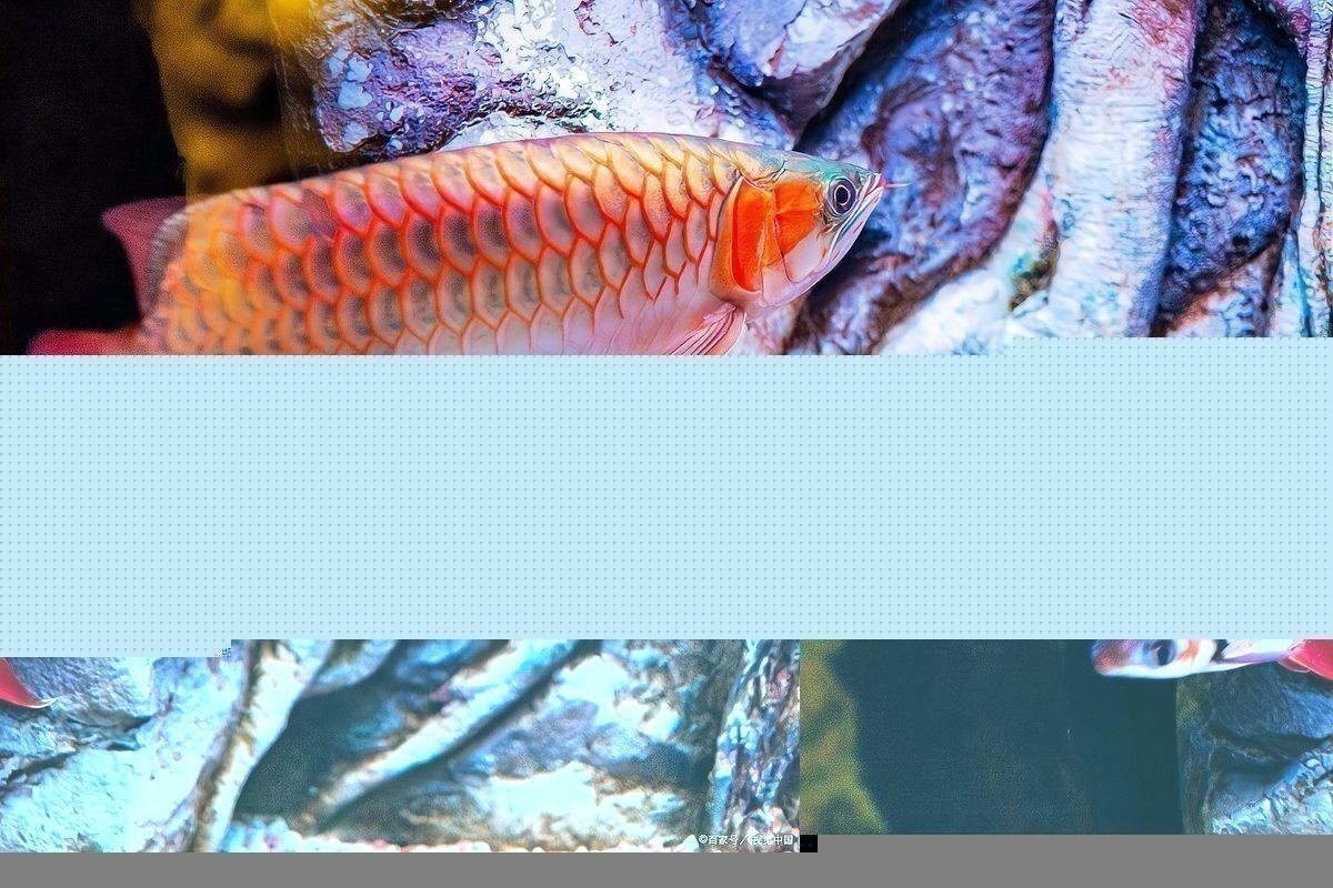 龍魚50公分沒發色還能發色嗎 龍魚50公分沒發色還能發色嗎 龍魚百科 第1張