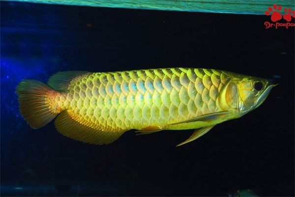 龍魚50公分沒發色還能發色嗎 龍魚50公分沒發色還能發色嗎 龍魚百科 第8張