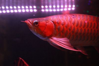 紅龍魚底色分幾種類型（養(yǎng)紅龍魚用什么顏色底板和背景色）