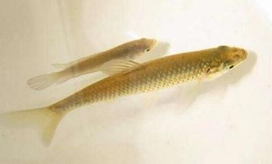 金龍魚可以吃麥穗魚嗎：金龍魚可以吃麥穗魚么，金龍魚可以吃麥穗魚嗎，金龍魚吃麥穗魚么