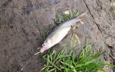 金龍魚可以吃麥穗魚嗎：金龍魚可以吃麥穗魚么，金龍魚可以吃麥穗魚嗎，金龍魚吃麥穗魚么
