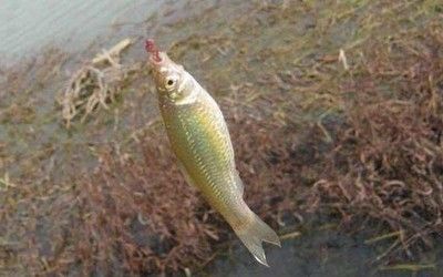 金龍魚可以吃麥穗魚嗎：金龍魚可以吃麥穗魚么，金龍魚可以吃麥穗魚嗎，金龍魚吃麥穗魚么