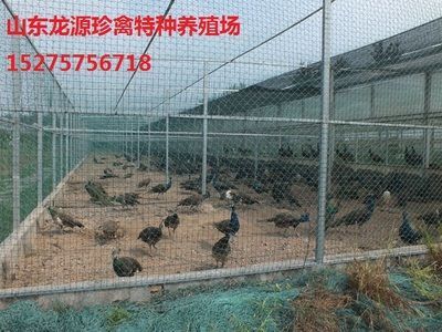 巴卡雷龍魚幼苗，巴卡雷龍魚幼苗飼養要點