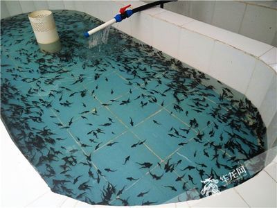 巴卡雷龍魚幼苗，巴卡雷龍魚幼苗飼養要點