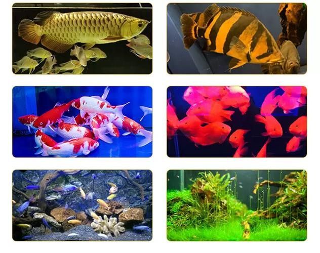 龍魚魚缸燈的擺放位置圖片大全