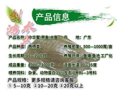 廣東有哪些龍魚養殖基地（廣東大型龍魚養殖基地分布情況）