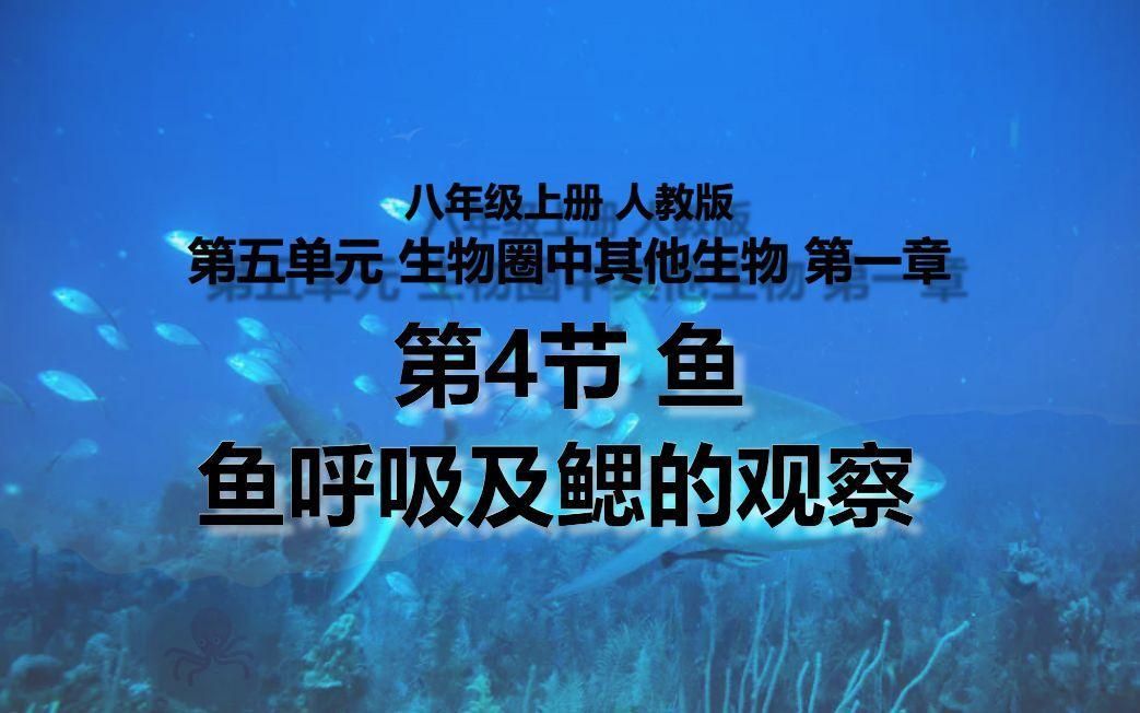 如何判斷魚呼吸是否急促？