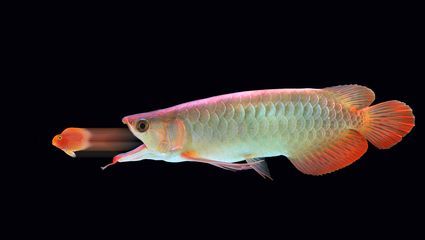 龍魚(yú)互相咬是怎么回事，龍魚(yú)為什么會(huì)互相咬斗 龍魚(yú)互相咬是怎么回事，龍魚(yú)為什么會(huì)互相咬斗 龍魚(yú)百科 第3張