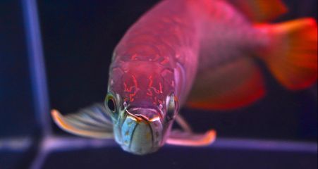 龍魚(yú)互相咬是怎么回事，龍魚(yú)為什么會(huì)互相咬斗 龍魚(yú)互相咬是怎么回事，龍魚(yú)為什么會(huì)互相咬斗 龍魚(yú)百科 第5張