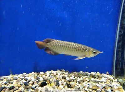 金龍魚幼體的存活率：關于金龍魚幼體存活率的一些詳細信息