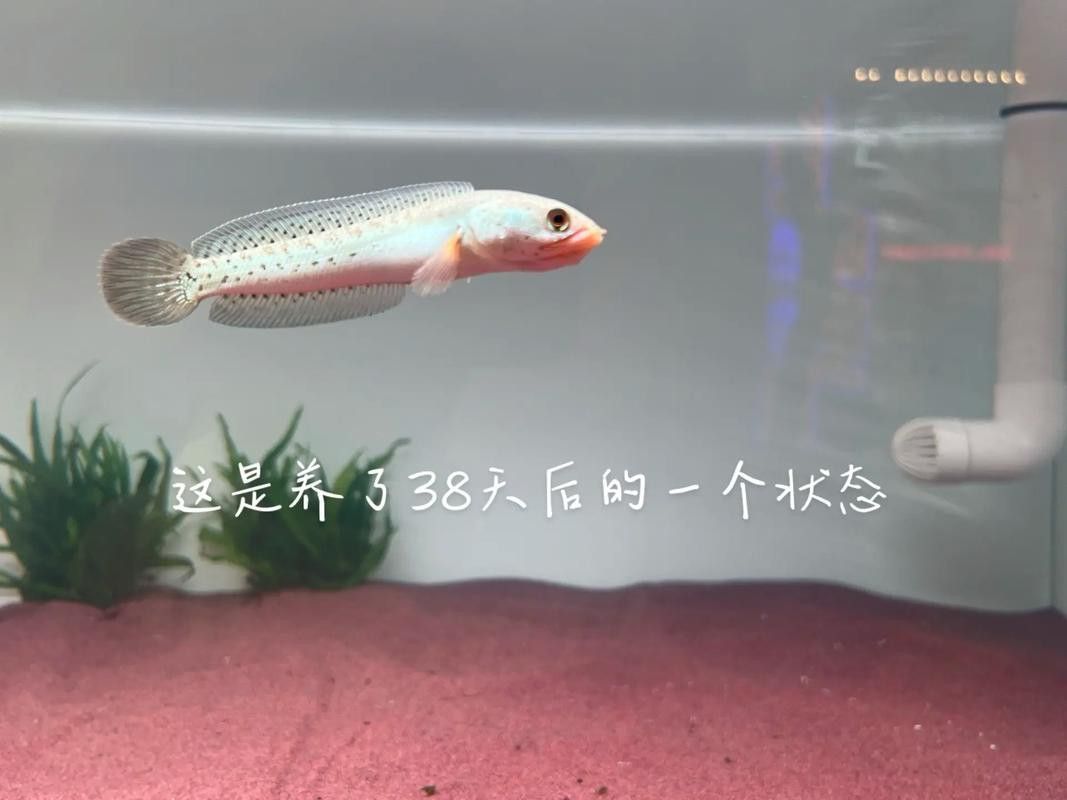 巴卡雷龍的市場價格波動大嗎？