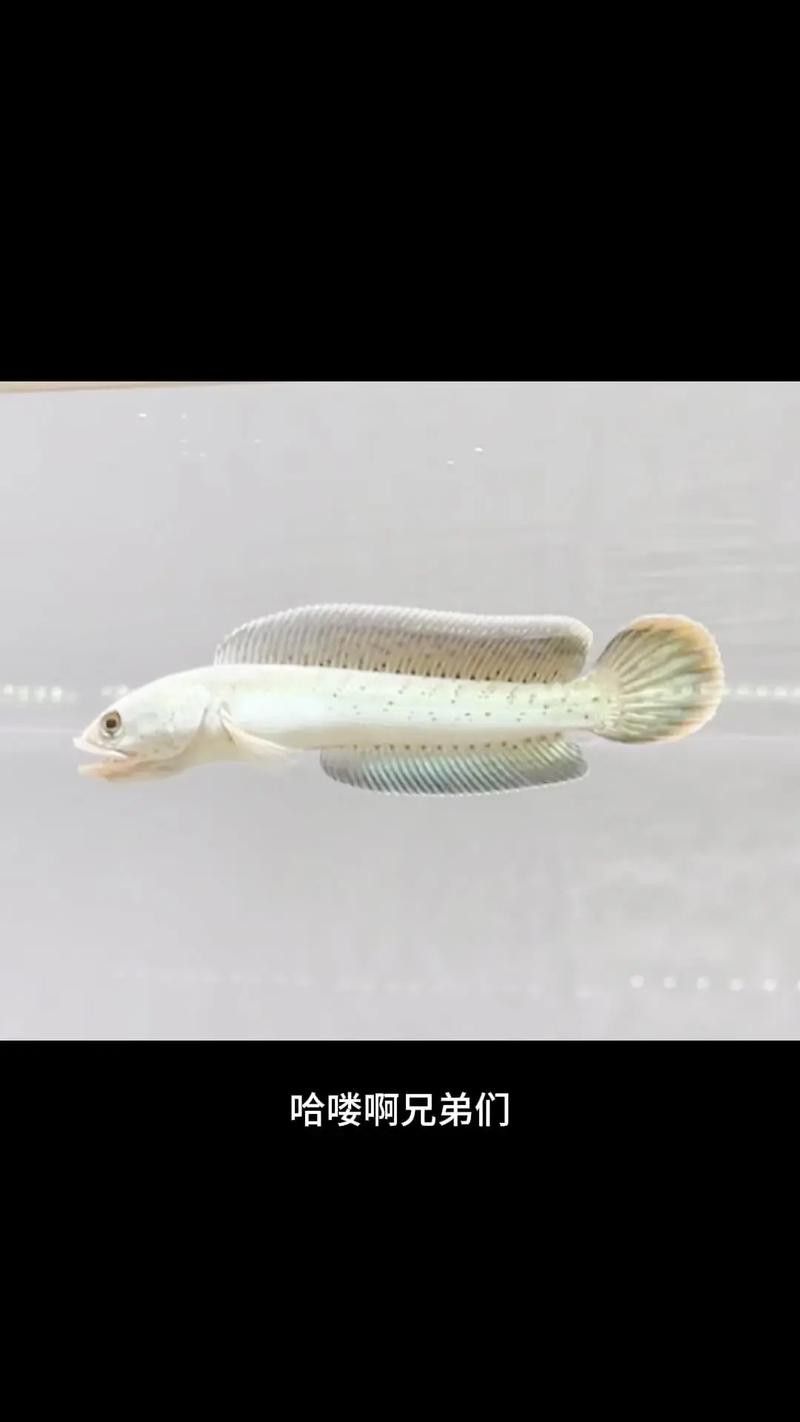 巴卡雷龍的市場價格波動大嗎？