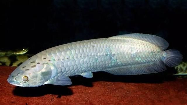 龍魚喂什么發色快些：龍魚專用飼料哪種品牌好