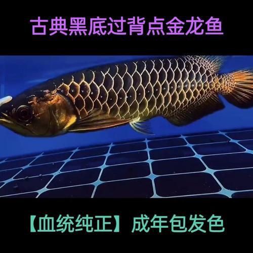 金頭過(guò)背金龍魚(yú)圖片及價(jià)格