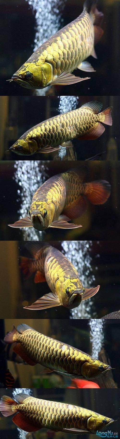 金頭過(guò)背金龍魚(yú)圖片及價(jià)格