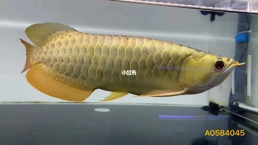 金頭過(guò)背金龍魚(yú)圖片及價(jià)格