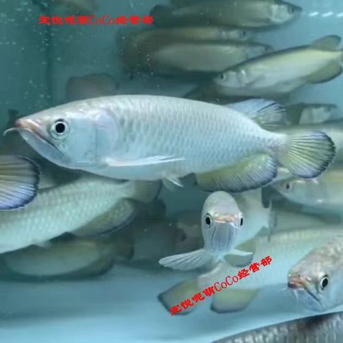 金頭過(guò)背金龍魚(yú)圖片及價(jià)格