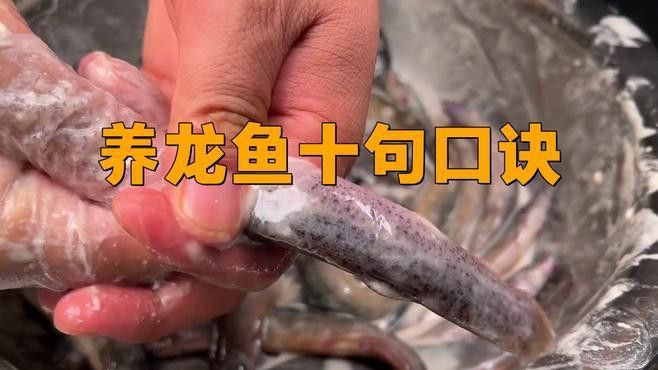 如何為龍魚創造良好的生長環境？