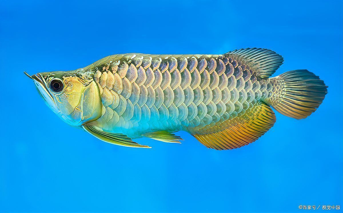 龍魚風水五行屬什么